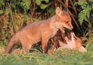 renardeaux jouant avec insouciance
